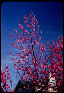 Flowering Peach Sonoma, California