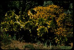 Aeonium Undulatum (from Canary Islands) and Genista Golden Gate Park Arb.