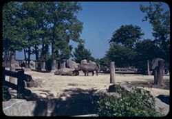 Rhines at Brookfield  Zoo