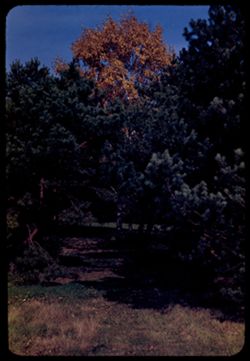 Tall birch above Pines - Arb. W.