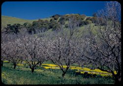 Orchard and yellow flowers near Niles, Calif.