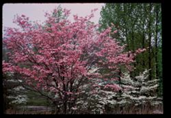 Dogwoods - pink & white west of Evansville Indiana