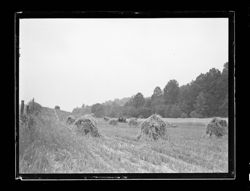 Wheat field scene at Steele's Owl Creek Place