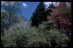 Autumn Elaeanus, White Red Bud at left. Red Bud at right. Arboretum East entrance