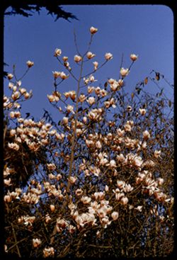 Magnolia x Veitchii Strybing Arboretum Golden Gate Park