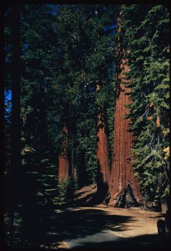 Redwood vista Mariposa Grove