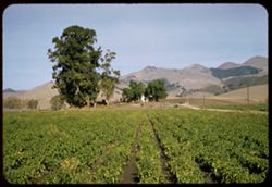 Farm along Arroyo Grande San Luis Obispo county