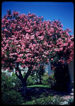 Oleander at Sonoma California