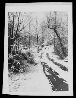 Country road through forest