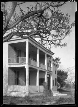 Chinaberry overhanging view of Gleason home