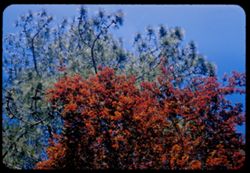 Prunus pisserdi and Torrey Pine Strybing Arboretum