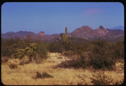 Roskruge Mtns. seen from Tucson -Ajo road