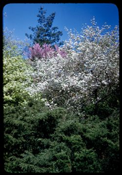 Arboretum potpourri- Pine- Redbud-Thorn-Crab-Juniper Arb. W.