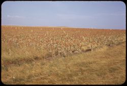 A treeless Kansas panorama. Field of maize in north central Kansas near Miltonvale