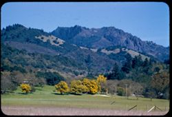 Sonoma county acacia and ridge