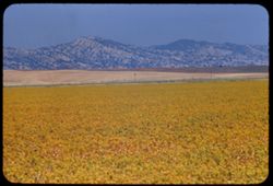 Yolo county fields and mountains. View is westward Crop is safflower