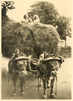 Children riding on a cart full of hay near Ohrdruf, Germany