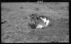 Spotted calf (March 28, 1913, 12 p.m. to 1 p.m.)