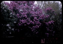 A dark Lilac bush - Lombard Lilac festival