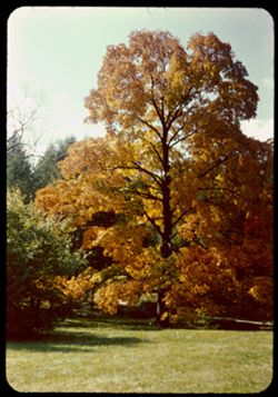 The Arboretum's great Sugar Maple