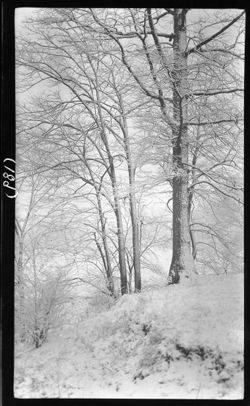 Snow scenes, April 2, 1911, Brookside Park, 3:45 to 4:20 p.m.