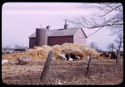 Barn yard of Du Page county farm. Chgo or Maple Ave. near Ill. 53.