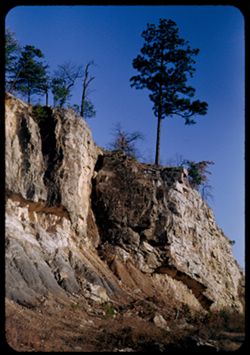 tall pine on rocky ledge above Hwy 78 28 mi east of Birmingham, Ala.