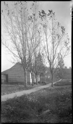 Poplar trees, Hartrath negative