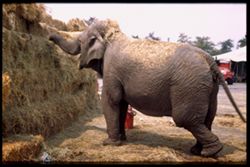 Ringling Bros. Circus Elephant tackles baled hay Chicago Cushman