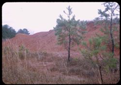 Alabama red clay and pine saplings above Mobile along US 43