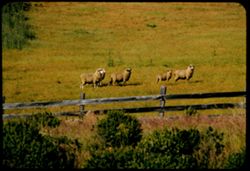 Grazing-or gazing-sheep Pacific coast Mendocino county