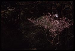 P15491.jp2