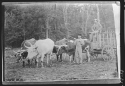 Copy of steer, etc., logging scene