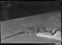 Mouse in trap