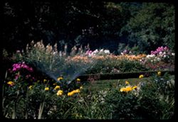 Marigold, Day lilies, Becconia and Phlox in Tony's Jackson Pk. Garden