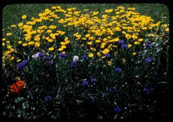 Corn flowers and Anthemis (Camomile)
