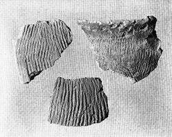 Corded Sherds