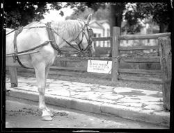 Horse at hitchrack, Corydon