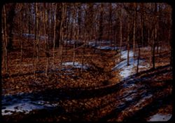 Dry maple leaves and snow Arboretum W.