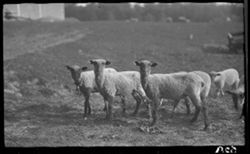 Lambs at close range, Schildmeier's