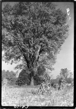 Elm tree in cornfield at Henry King's