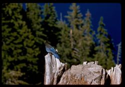 Blue Jay on stump Crater Lake Oregon