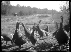 Group of turkeys at Axtell farm
