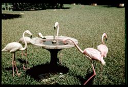 L-16= Flamingo Tea Time Roney Plaza Lawn Miami Beach