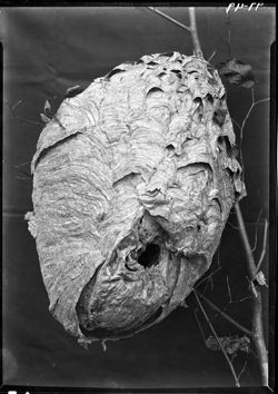 Wasp's nest, exterior view