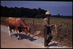 Bull and whiskered leader loudour co., Virginia late sept. 1940