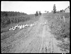 Ducks near school, crossing road