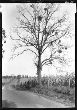 Mistletoe on trees near Bloomfield, Ky.