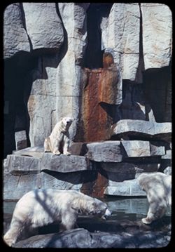 Brookfield Zoo Polar Bears