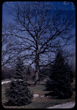 White oak Arboretum